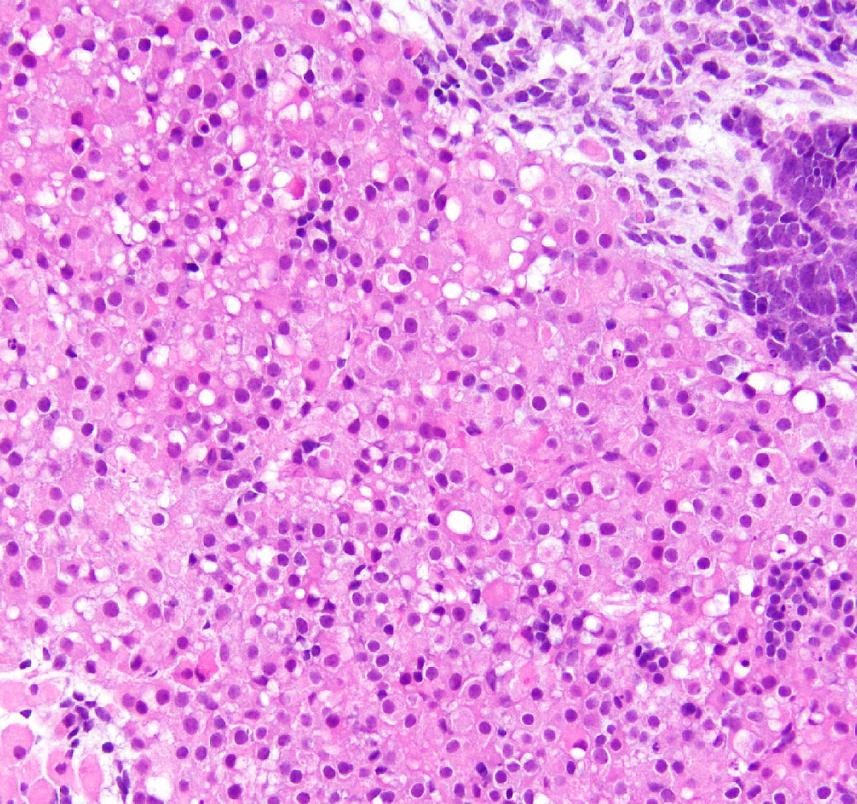 Close up of collagen cells